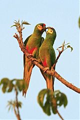 Blue-winged Macaw